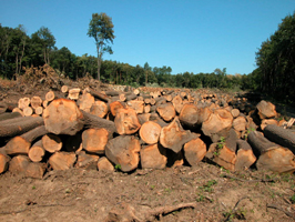 Timber from managed forests