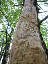 Beetle attack of living trees